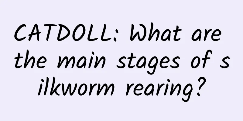 CATDOLL: What are the main stages of silkworm rearing?
