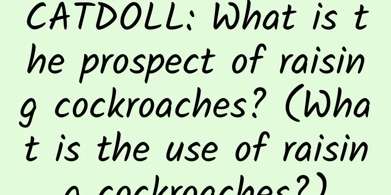 CATDOLL: What is the prospect of raising cockroaches? (What is the use of raising cockroaches?)