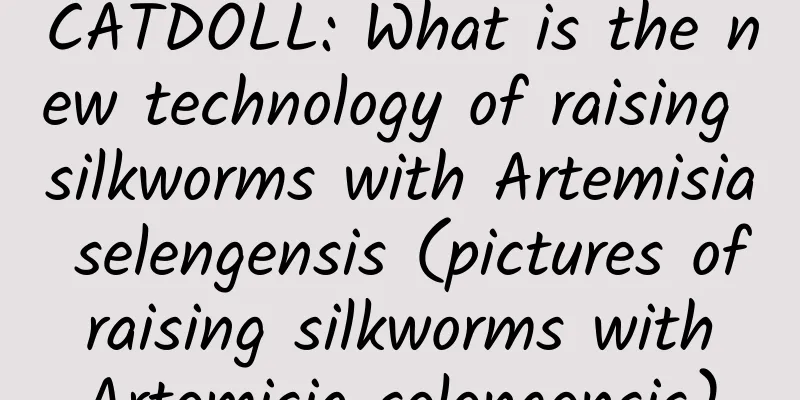 CATDOLL: What is the new technology of raising silkworms with Artemisia selengensis (pictures of raising silkworms with Artemisia selengensis)