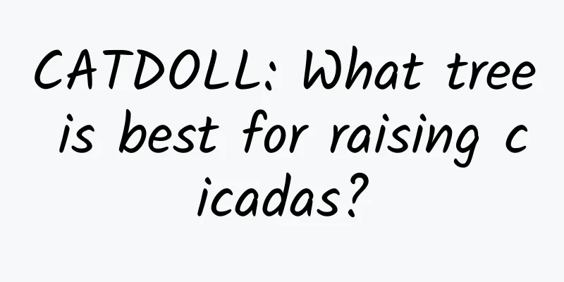 CATDOLL: What tree is best for raising cicadas?