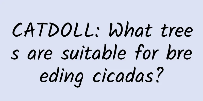 CATDOLL: What trees are suitable for breeding cicadas?