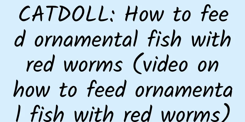 CATDOLL: How to feed ornamental fish with red worms (video on how to feed ornamental fish with red worms)