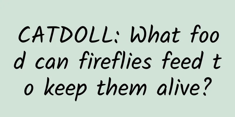 CATDOLL: What food can fireflies feed to keep them alive?