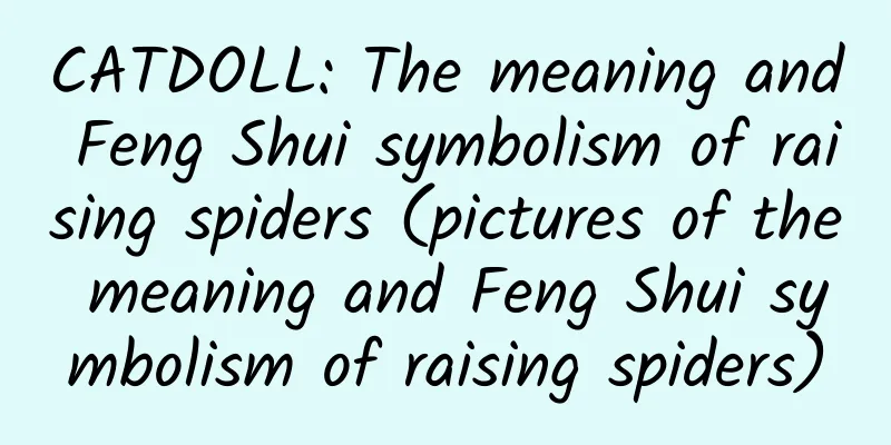 CATDOLL: The meaning and Feng Shui symbolism of raising spiders (pictures of the meaning and Feng Shui symbolism of raising spiders)