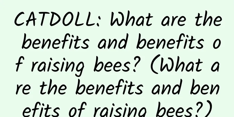 CATDOLL: What are the benefits and benefits of raising bees? (What are the benefits and benefits of raising bees?)