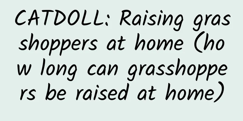 CATDOLL: Raising grasshoppers at home (how long can grasshoppers be raised at home)