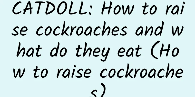 CATDOLL: How to raise cockroaches and what do they eat (How to raise cockroaches)