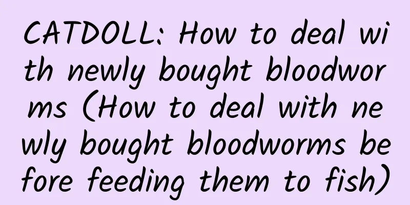 CATDOLL: How to deal with newly bought bloodworms (How to deal with newly bought bloodworms before feeding them to fish)