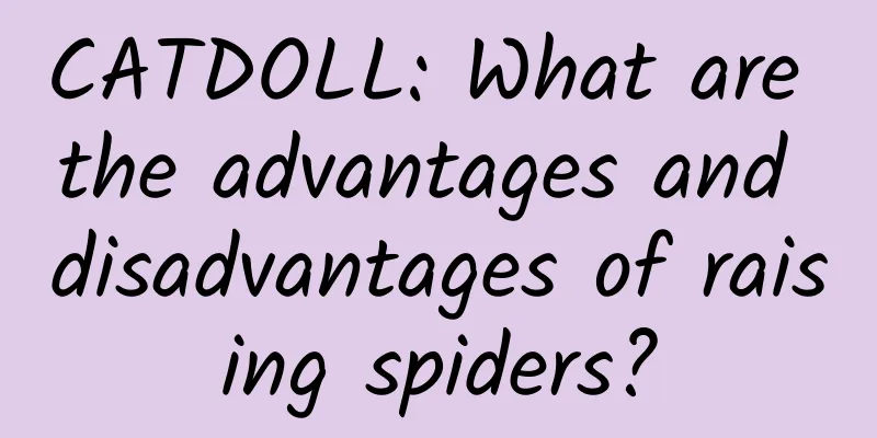 CATDOLL: What are the advantages and disadvantages of raising spiders?