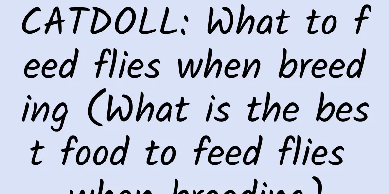 CATDOLL: What to feed flies when breeding (What is the best food to feed flies when breeding)