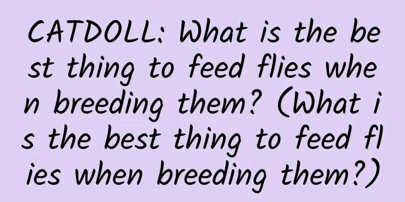 CATDOLL: What is the best thing to feed flies when breeding them? (What is the best thing to feed flies when breeding them?)