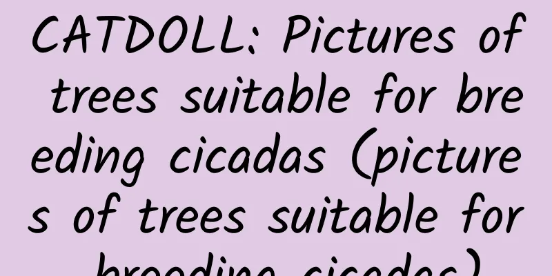CATDOLL: Pictures of trees suitable for breeding cicadas (pictures of trees suitable for breeding cicadas)