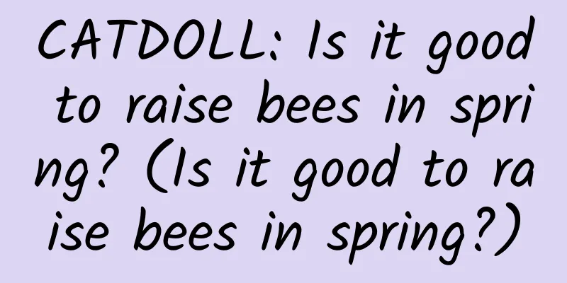 CATDOLL: Is it good to raise bees in spring? (Is it good to raise bees in spring?)