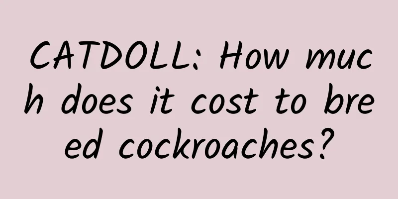 CATDOLL: How much does it cost to breed cockroaches?