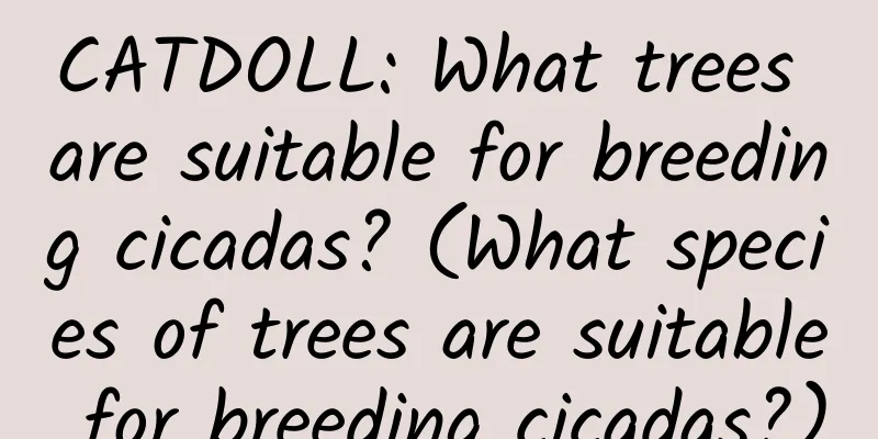 CATDOLL: What trees are suitable for breeding cicadas? (What species of trees are suitable for breeding cicadas?)