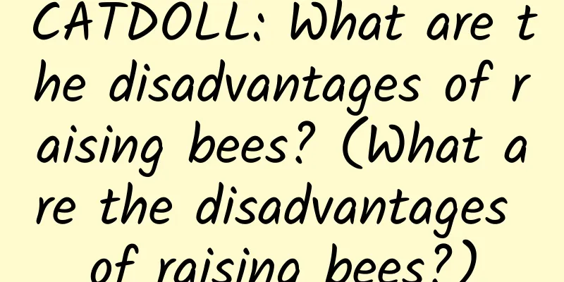 CATDOLL: What are the disadvantages of raising bees? (What are the disadvantages of raising bees?)