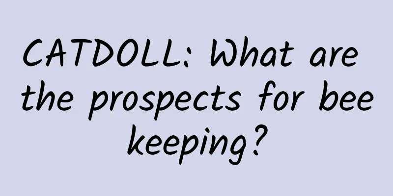 CATDOLL: What are the prospects for beekeeping?