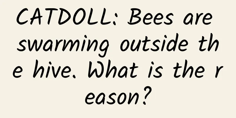 CATDOLL: Bees are swarming outside the hive. What is the reason?