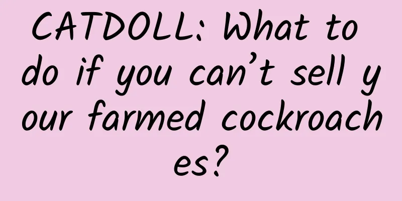 CATDOLL: What to do if you can’t sell your farmed cockroaches?