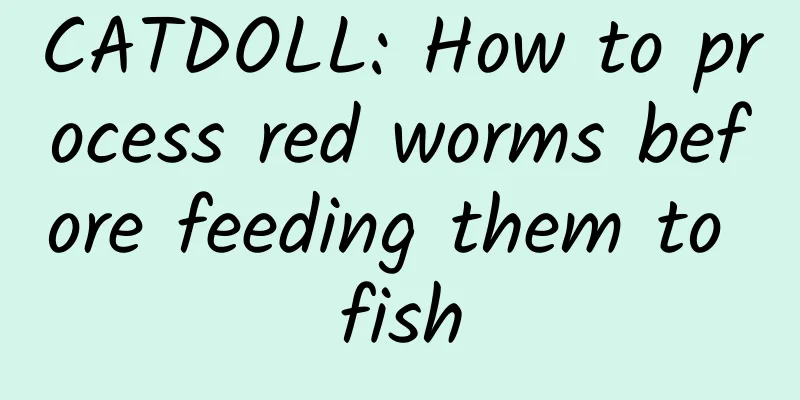 CATDOLL: How to process red worms before feeding them to fish