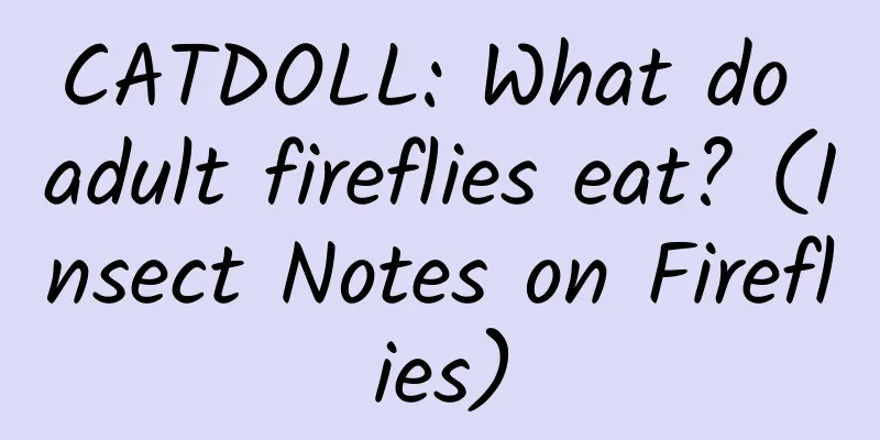 CATDOLL: What do adult fireflies eat? (Insect Notes on Fireflies)