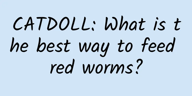 CATDOLL: What is the best way to feed red worms?