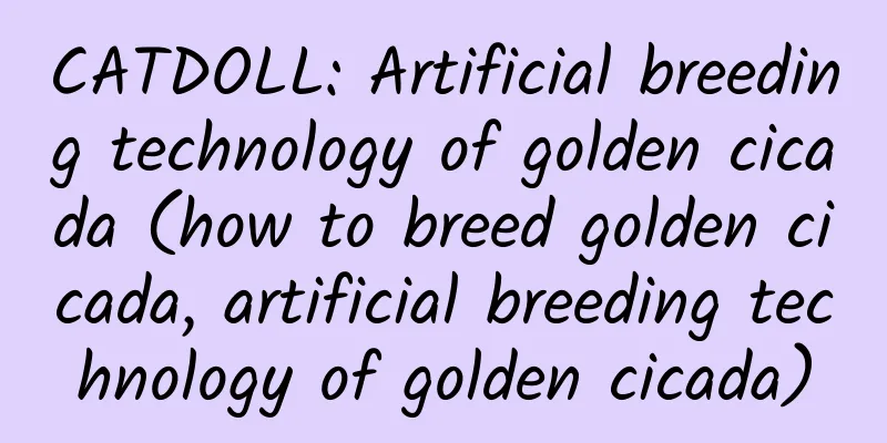 CATDOLL: Artificial breeding technology of golden cicada (how to breed golden cicada, artificial breeding technology of golden cicada)
