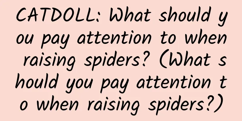 CATDOLL: What should you pay attention to when raising spiders? (What should you pay attention to when raising spiders?)