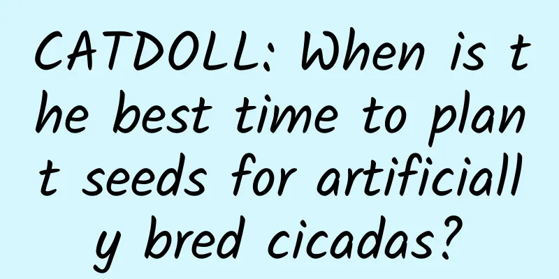CATDOLL: When is the best time to plant seeds for artificially bred cicadas?