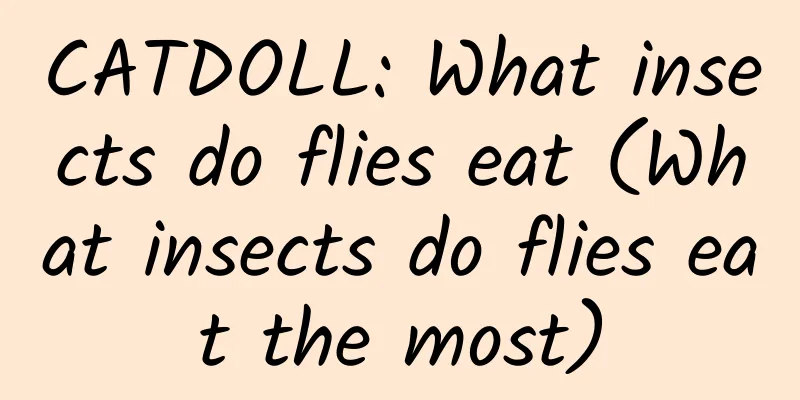 CATDOLL: What insects do flies eat (What insects do flies eat the most)