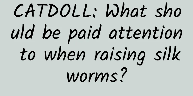 CATDOLL: What should be paid attention to when raising silkworms?