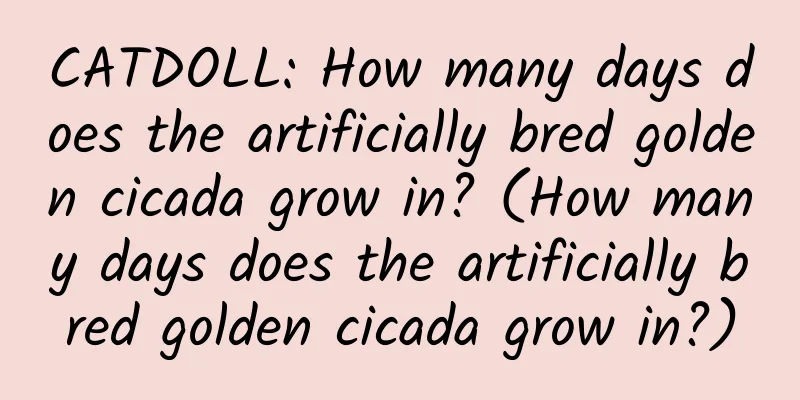 CATDOLL: How many days does the artificially bred golden cicada grow in? (How many days does the artificially bred golden cicada grow in?)