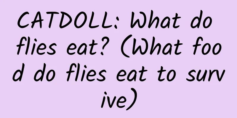 CATDOLL: What do flies eat? (What food do flies eat to survive)