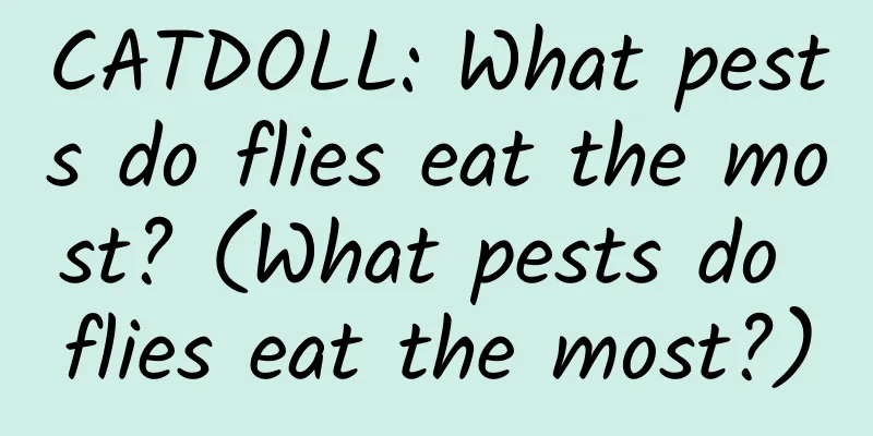 CATDOLL: What pests do flies eat the most? (What pests do flies eat the most?)