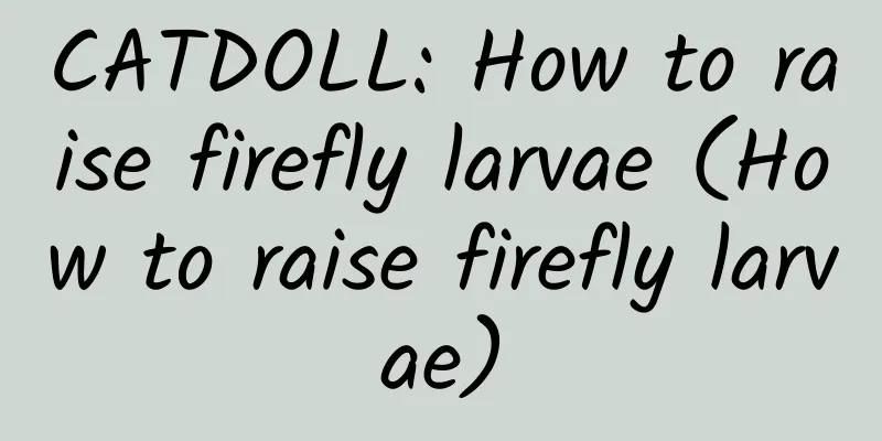 CATDOLL: How to raise firefly larvae (How to raise firefly larvae)