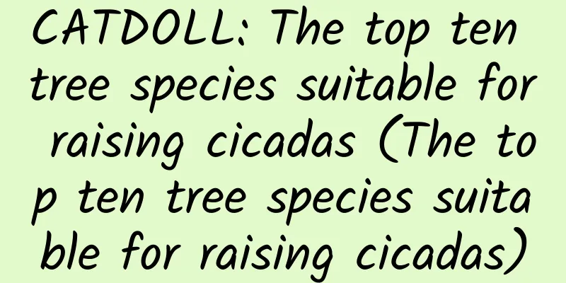 CATDOLL: The top ten tree species suitable for raising cicadas (The top ten tree species suitable for raising cicadas)