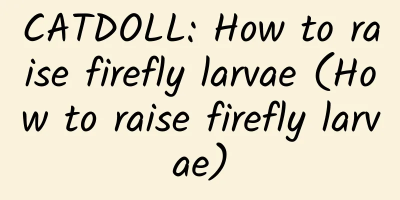 CATDOLL: How to raise firefly larvae (How to raise firefly larvae)