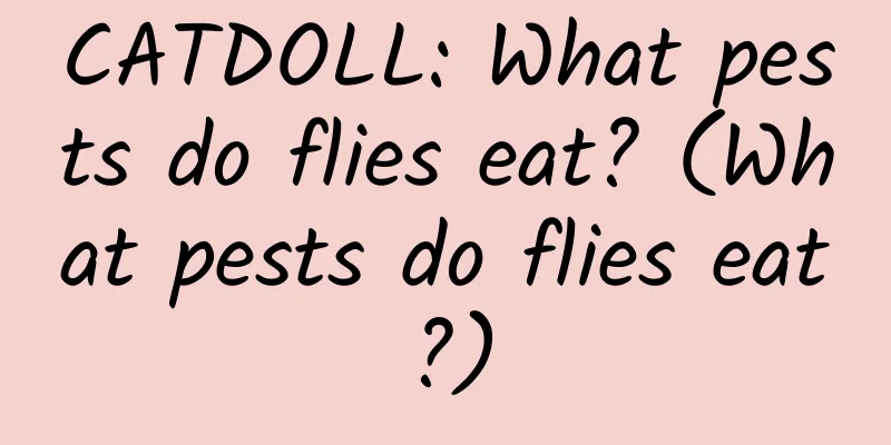 CATDOLL: What pests do flies eat? (What pests do flies eat?)