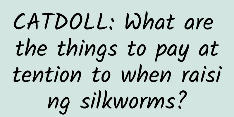 CATDOLL: What are the things to pay attention to when raising silkworms?