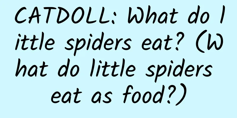 CATDOLL: What do little spiders eat? (What do little spiders eat as food?)