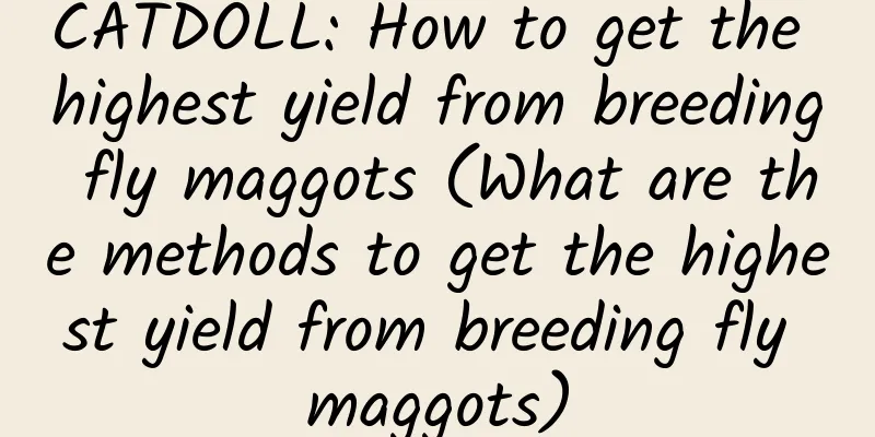 CATDOLL: How to get the highest yield from breeding fly maggots (What are the methods to get the highest yield from breeding fly maggots)