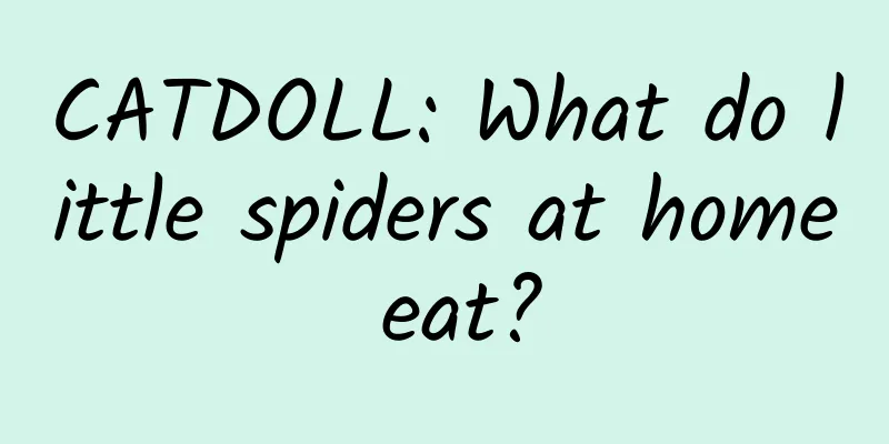 CATDOLL: What do little spiders at home eat?