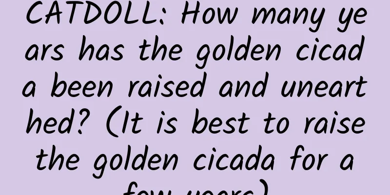 CATDOLL: How many years has the golden cicada been raised and unearthed? (It is best to raise the golden cicada for a few years)