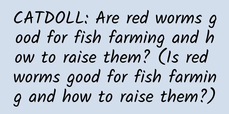 CATDOLL: Are red worms good for fish farming and how to raise them? (Is red worms good for fish farming and how to raise them?)