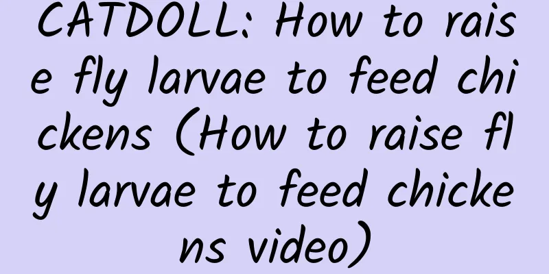 CATDOLL: How to raise fly larvae to feed chickens (How to raise fly larvae to feed chickens video)