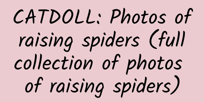 CATDOLL: Photos of raising spiders (full collection of photos of raising spiders)