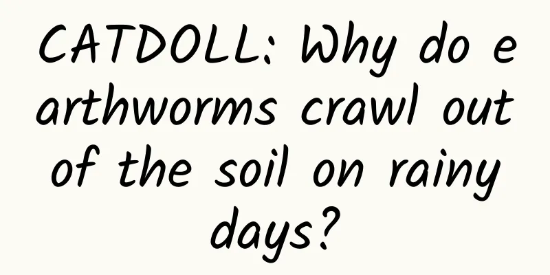 CATDOLL: Why do earthworms crawl out of the soil on rainy days?