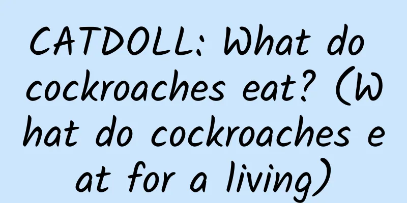 CATDOLL: What do cockroaches eat? (What do cockroaches eat for a living)