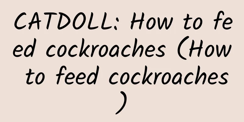 CATDOLL: How to feed cockroaches (How to feed cockroaches)
