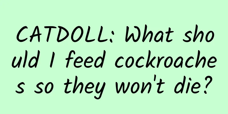 CATDOLL: What should I feed cockroaches so they won't die?